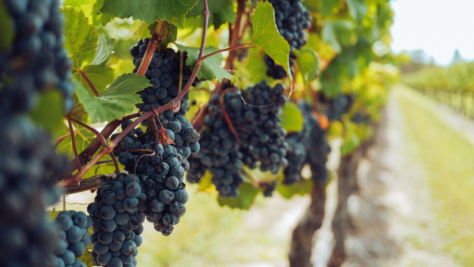 Vinos españoles en nuestra gastronomía
