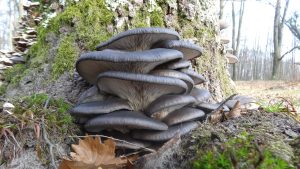 setas de cardo caracteristicas